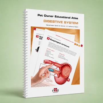 Cover of Digestive System