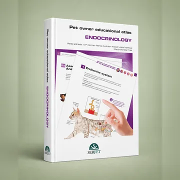 Cover of Endocrinology
